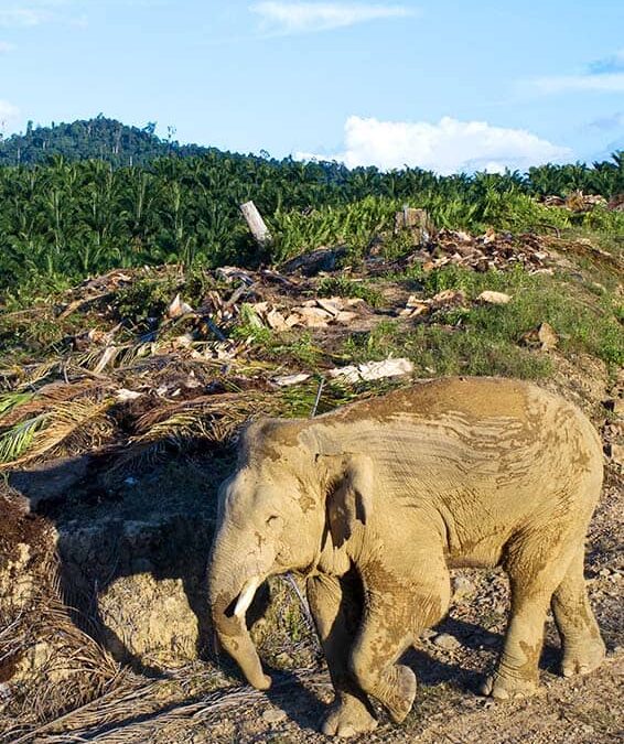 Asiatischer Elefant schutzlos auf einem Weg (c)Aaron Gekoski_WWF-US