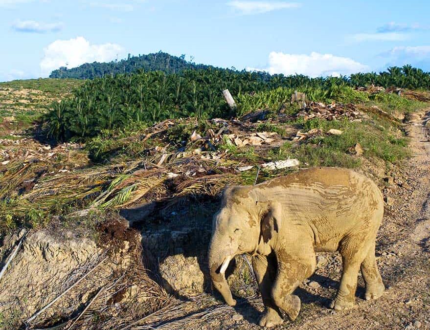 Asiatischer Elefant schutzlos auf einem Weg (c)Aaron Gekoski_WWF-US