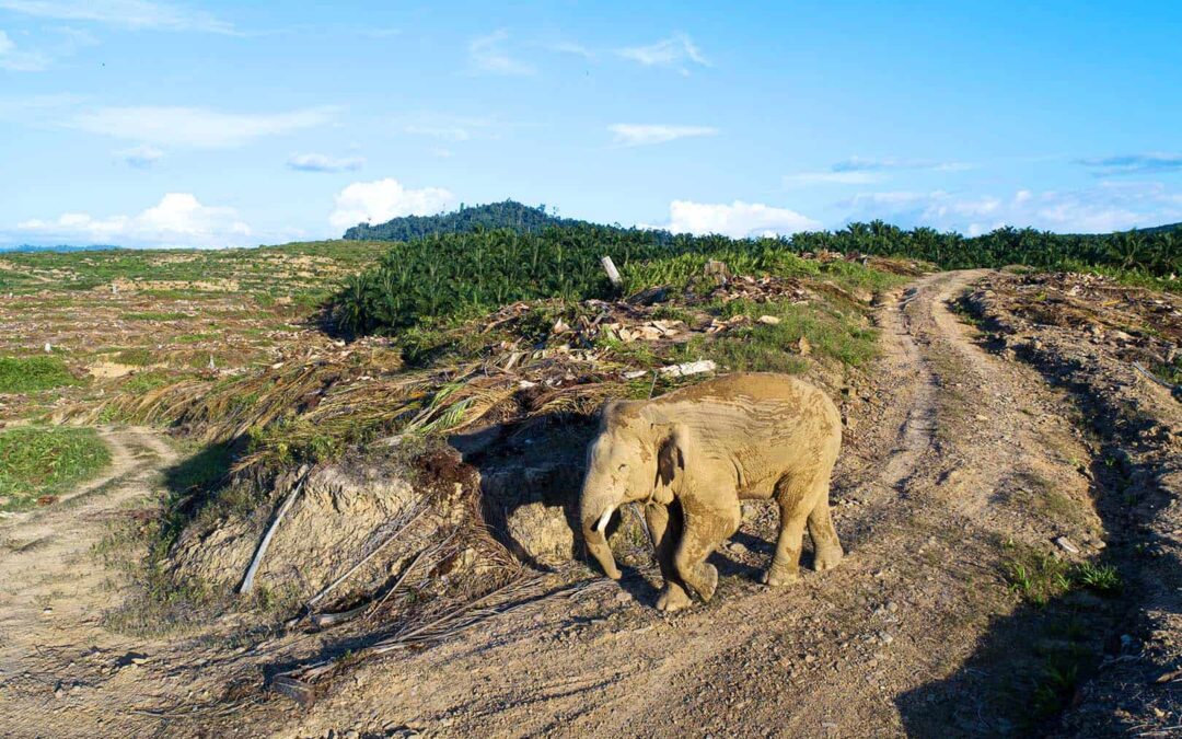 Asiatischer Elefant schutzlos auf einem Weg (c)Aaron Gekoski_WWF-US