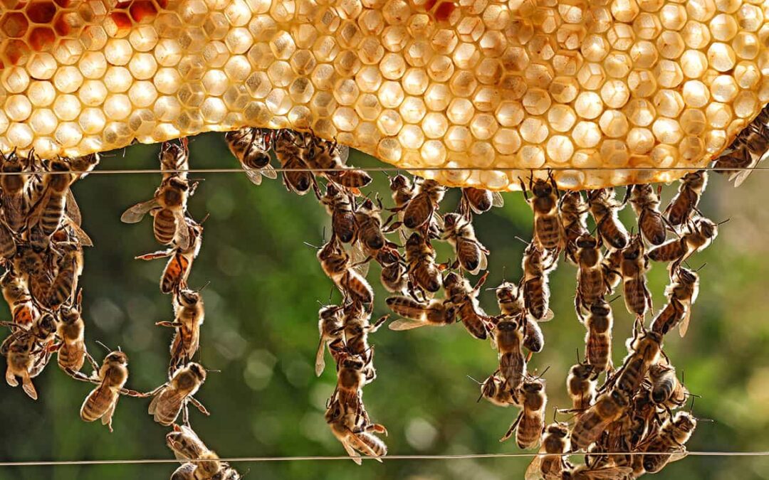Bienen bei der Zusammenarbeit (c) AdobeStock_652927706