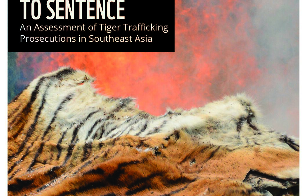 From Seizure to Sentence An analysis of tiger crime prosecutions in Southeast Asia Report_2026_HiQ