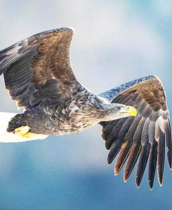wwf-at_Seeadler_fliegt_Startseite-mobil_(c)Ola Jennersten WWF-Sweden