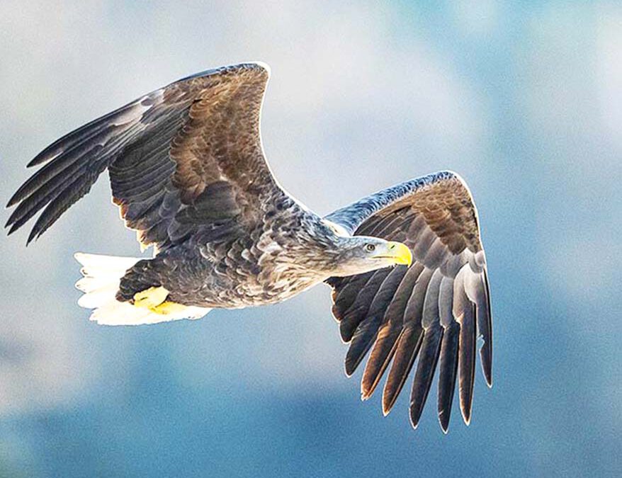 wwf-at_Seeadler_fliegt_Startseite-tablet_(c)Ola Jennersten WWF-Sweden