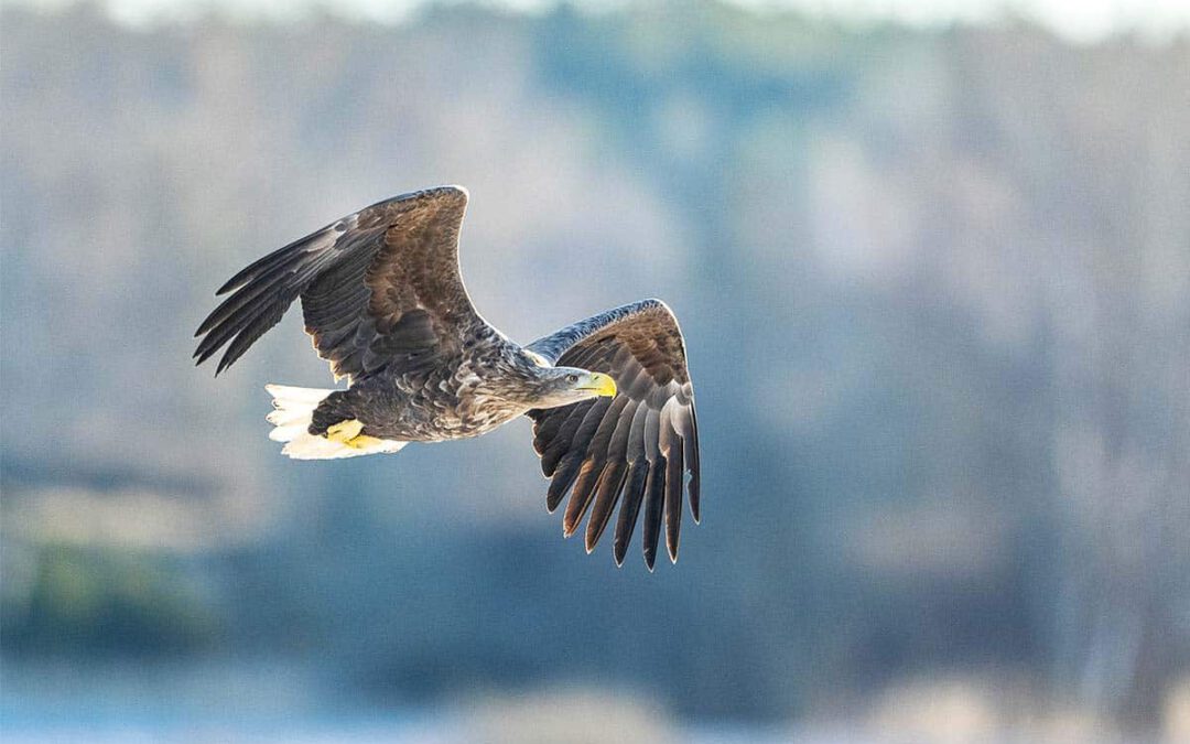 wwf-at_Seeadler_fliegt_Startseite_(c)Ola Jennersten WWF-Sweden