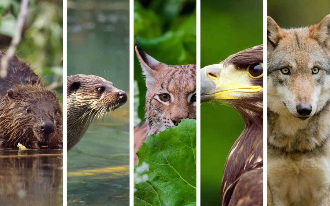 WWF Bundesländerbarometer (c) seeadler Zimmert 4nature (c) fischotter H Glader 4nature (c) Biber Kracher 4nature (c) Luchs Tomas Hulik (c) wolf Ralph Frank