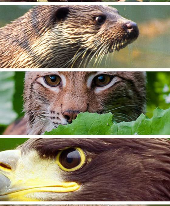 WWF Bundesländerbarometer (c) seeadler Zimmert 4nature (c) fischotter H Glader 4nature (c) Biber Kracher 4nature (c) Luchs Tomas Hulik (c) wolf Ralph Frank