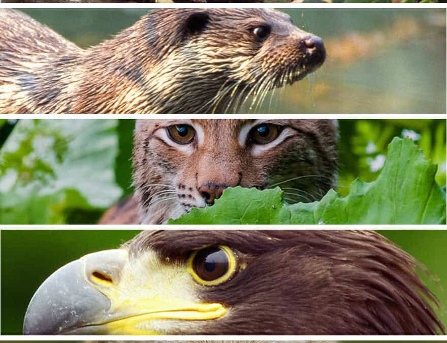 WWF Bundesländerbarometer (c) seeadler Zimmert 4nature (c) fischotter H Glader 4nature (c) Biber Kracher 4nature (c) Luchs Tomas Hulik (c) wolf Ralph Frank