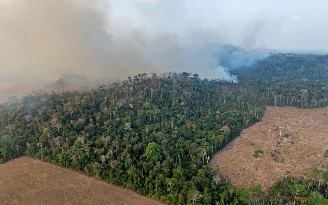 Wildfires_Brazil_Amazonas_WW2176000-c-Israel Vale WWF-Brazil