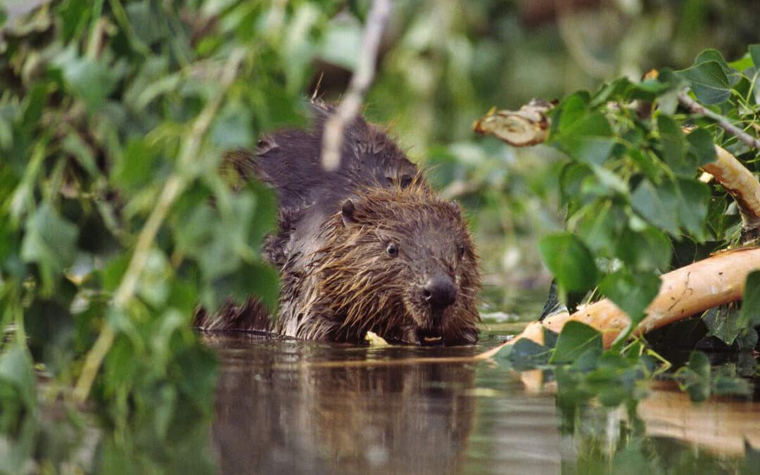 Biber im Wasser in Österreich © K.Kracher/4nature