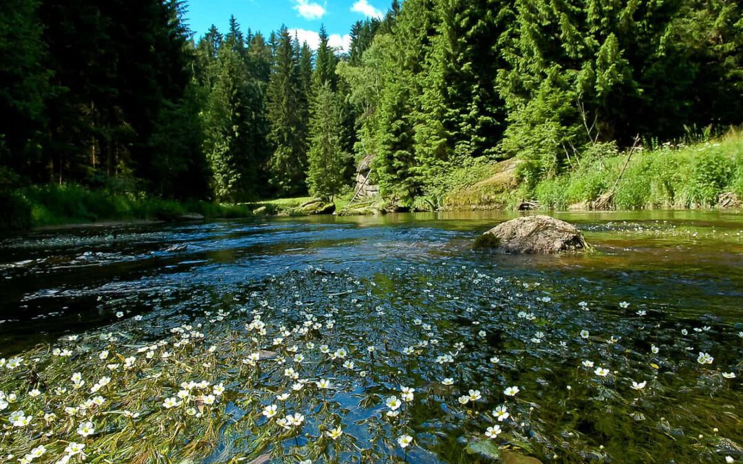 Der Kamp in voller Blüte © Gerhard Egger