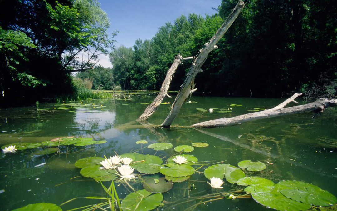 Donau-Auen bei Stopfenreuth © P.-Huber/4nature
