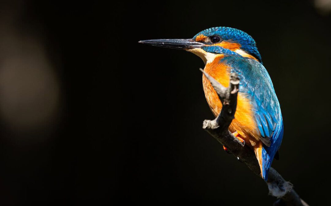Ein Eisvogel sitzt seitlich auf einem Ast © Marko-Lorenzo Blaslov