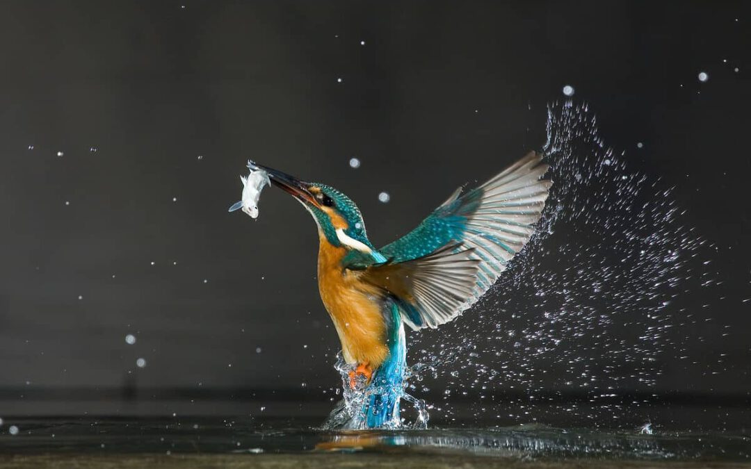 Eisvogel fängt einen Fisch © Wild Wonders of Europe /Laszlo Novak/WWF