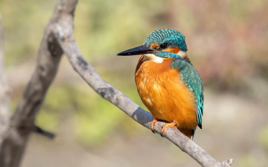 Eisvogel sitzt auf einem kahlen Ast © Marko-Lorenzo Blaslov