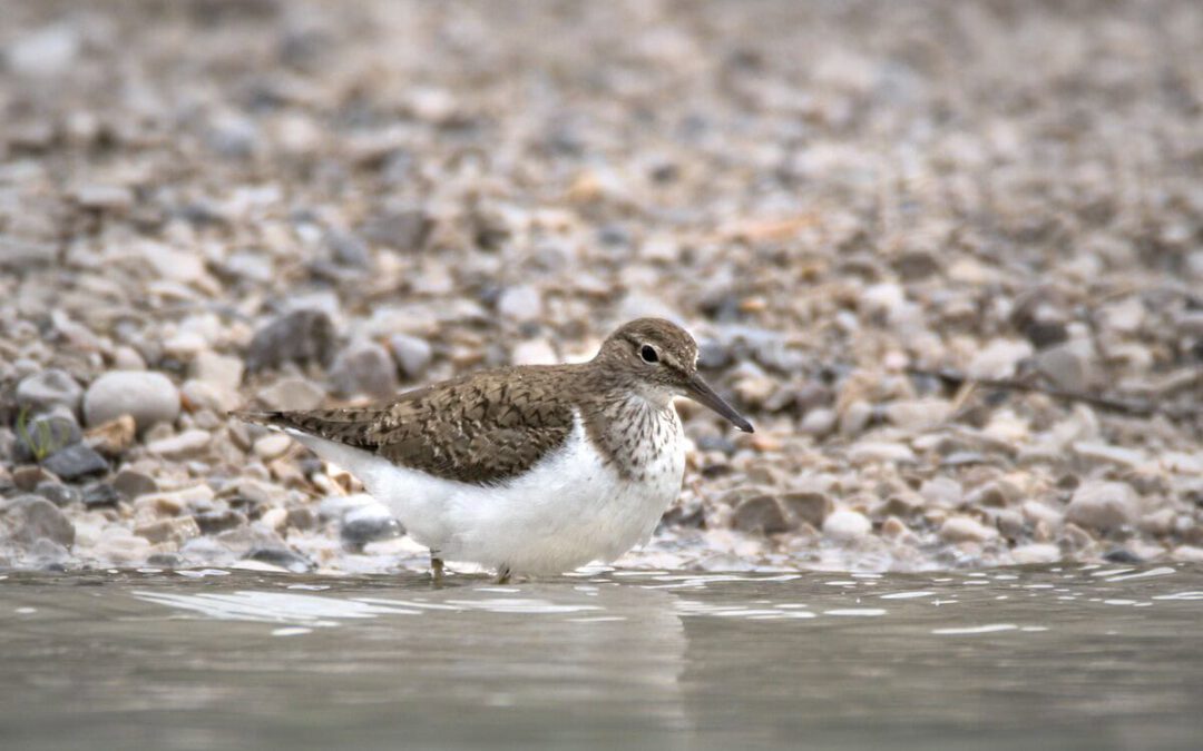 Flussuferläufer am Wasser © WWF