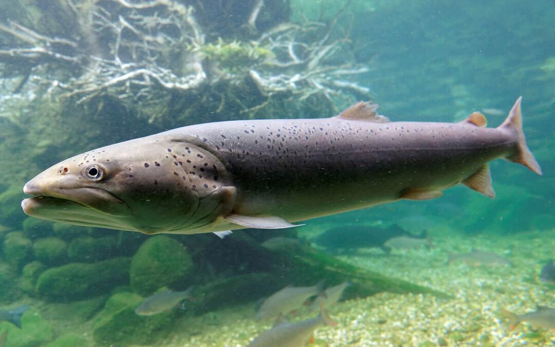 Huchen im klaren Fluss © Clemens Ratschan