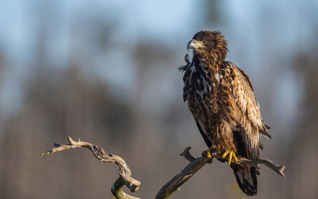 Junger Seeadler auf Ansitz © Ola Jennersten/WWF Sweden