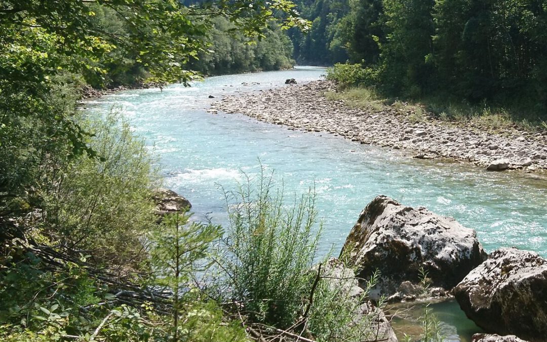 Saalach mit naturnahem Ufer © Guido Kruetschnigg