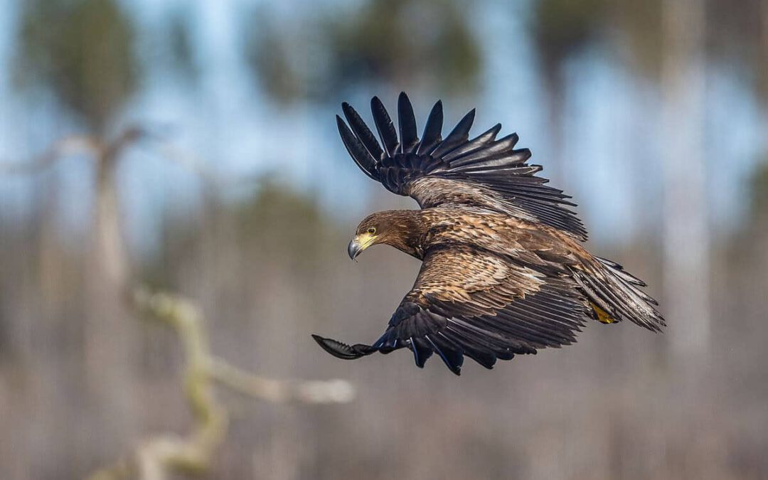 Seeadler im Flug © Ola Jennersten/WWF Sweden