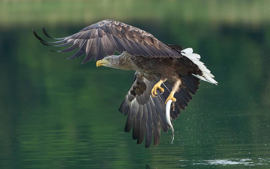 Ein Seeadler fliegt mit einem Fisch in den Krallen über einer Wasserfläche © Shutterstock/Rocchas/WWF