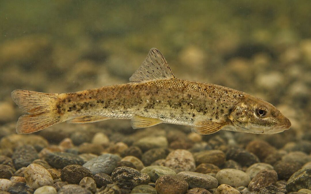 Semling im klaren Fluss © Chri-Komposch