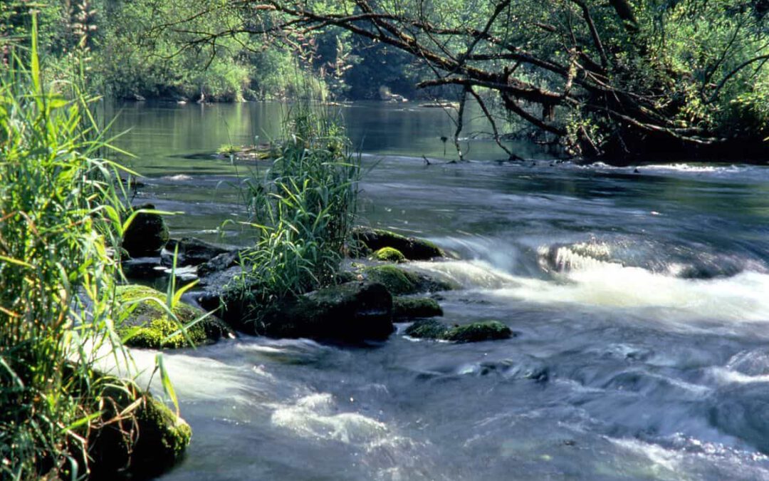 Der Mittlere Kamp fließt durch eine grüne, beschattete Uferlandschaft © W.Gamerith/4nature