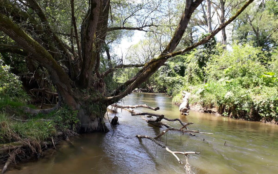 Strukturreiches Ufer an der Lafnitz © WWF Österreich