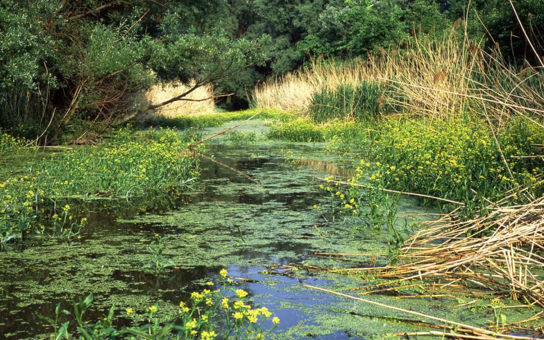 Lebendige Donau-Auen © W.Kirmann/4nature