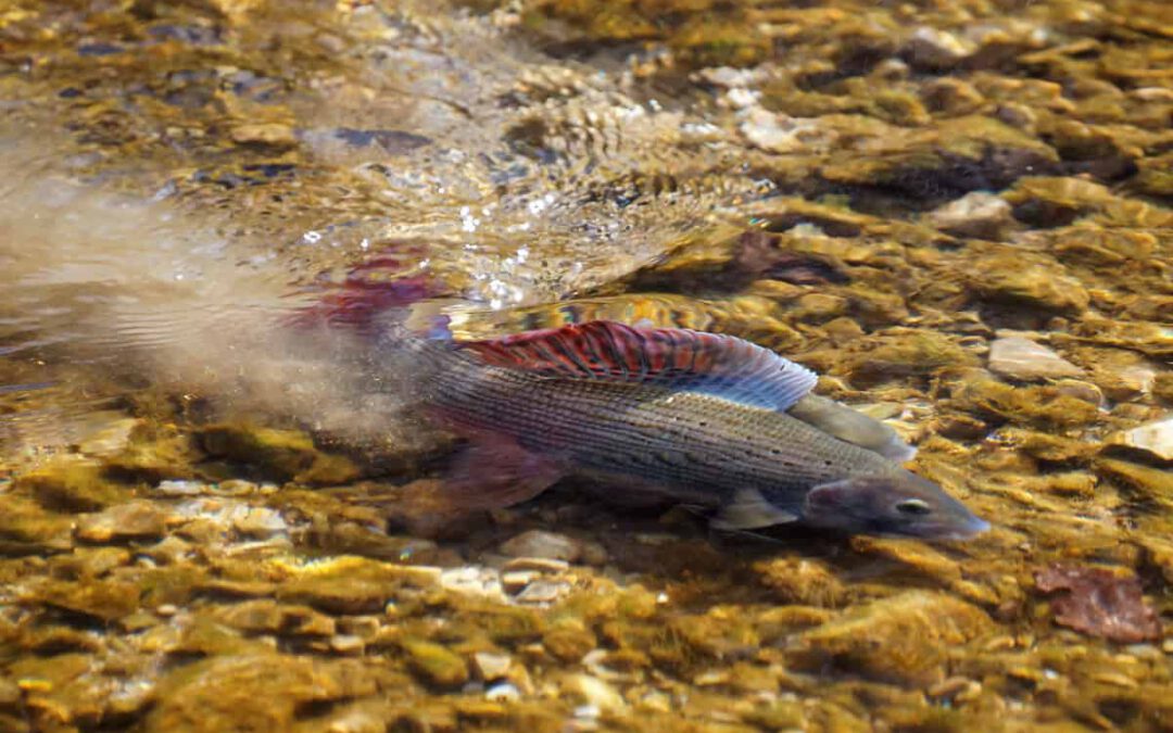 Zwei Äschen schwimmen im klaren Wasser über einem kiesigen Bachgrund © Clemens Ratschan