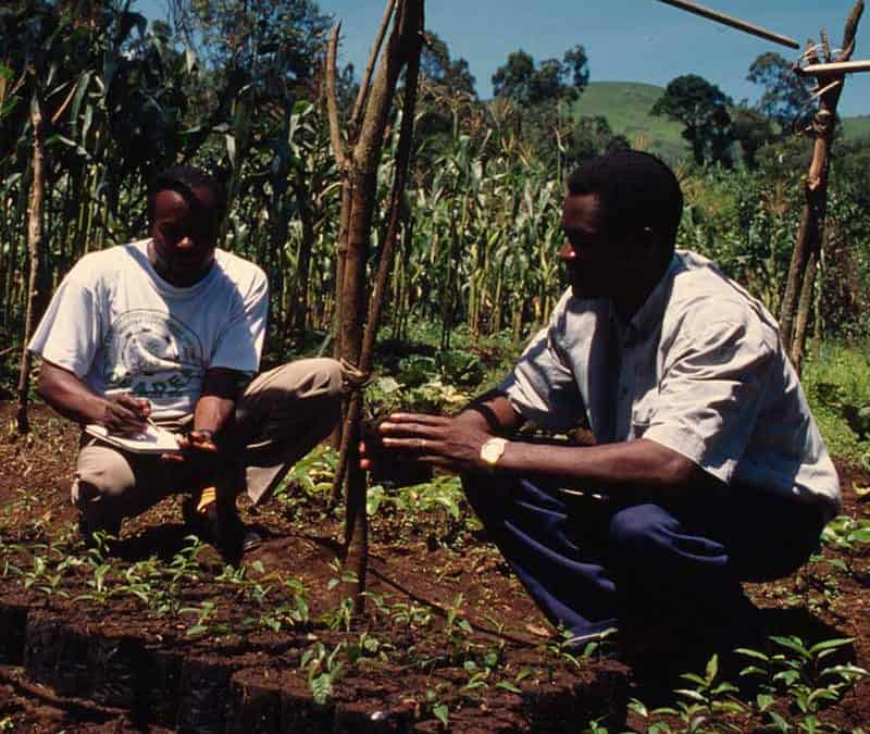Afrikanisches Stinkholz – Rinde gegen Prostata