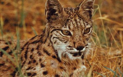 Iberische Luchse: Tod an der Stoßstange