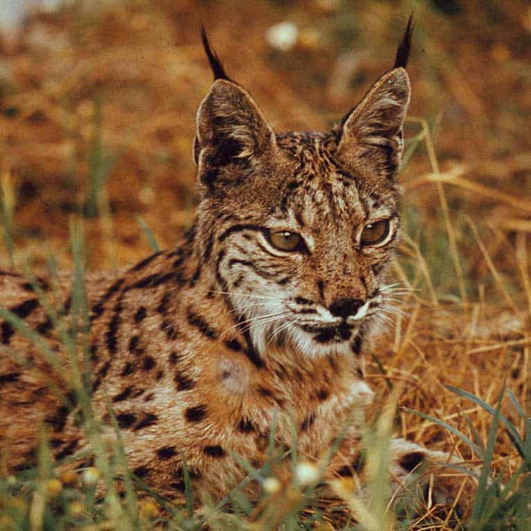 pardelluchs-im-freien