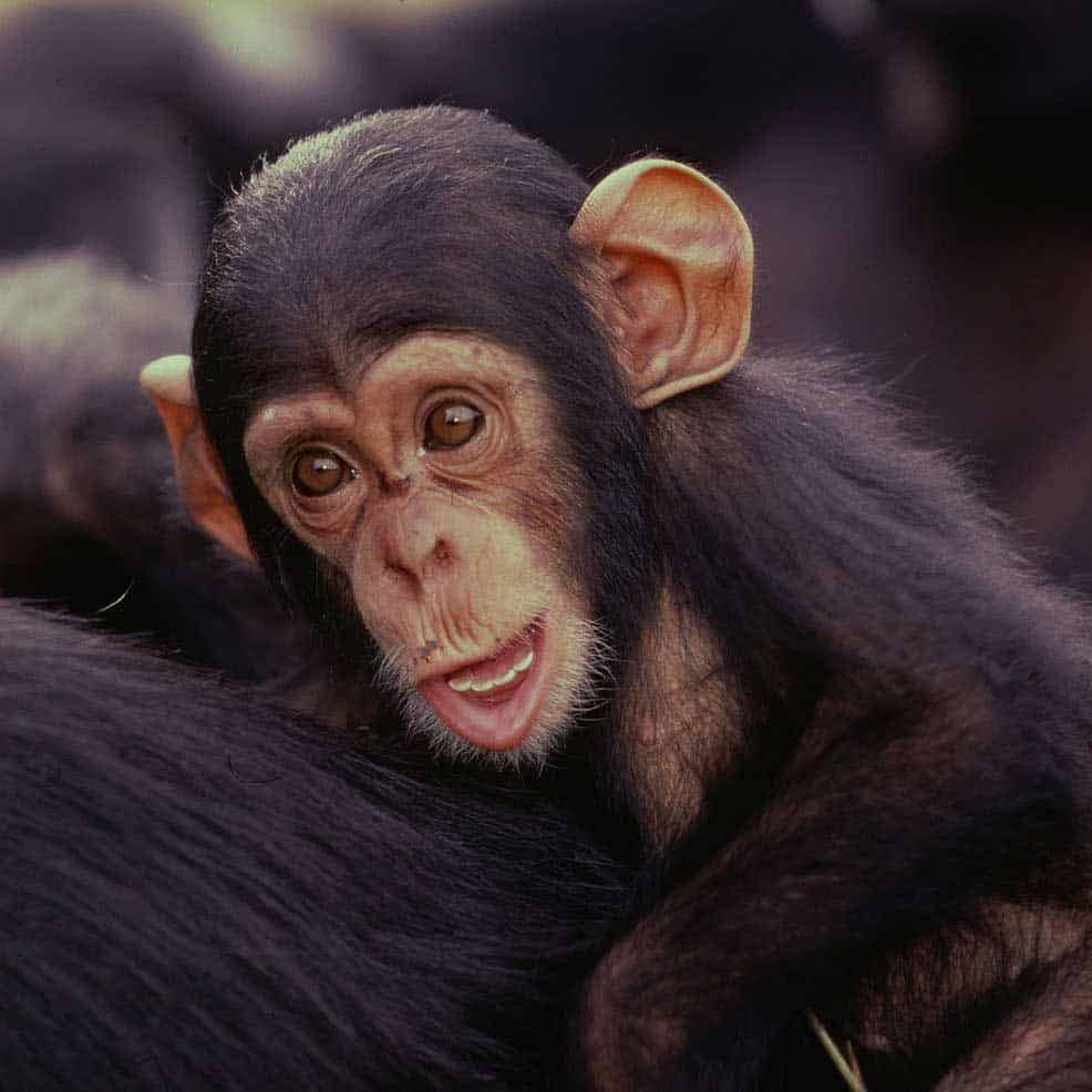 1-c-wwf-artenlexikon-schimpanse