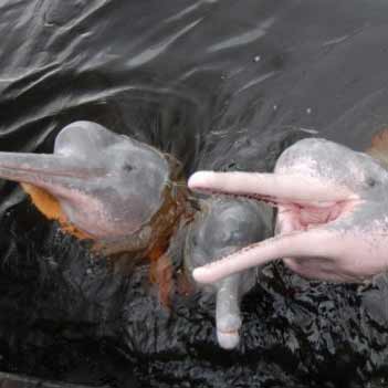 Rosa Flussdelfine