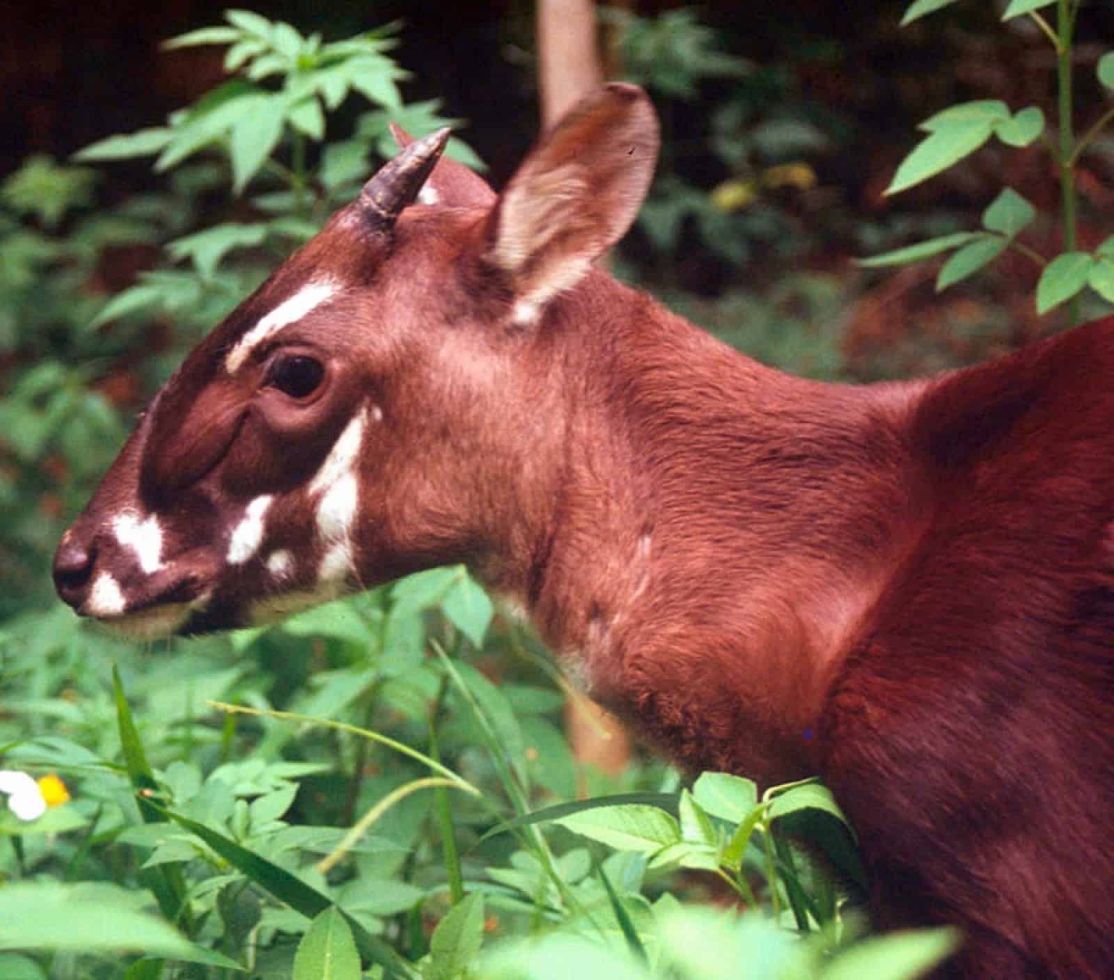 nahaufnahme-von-saola-im-gebuesch