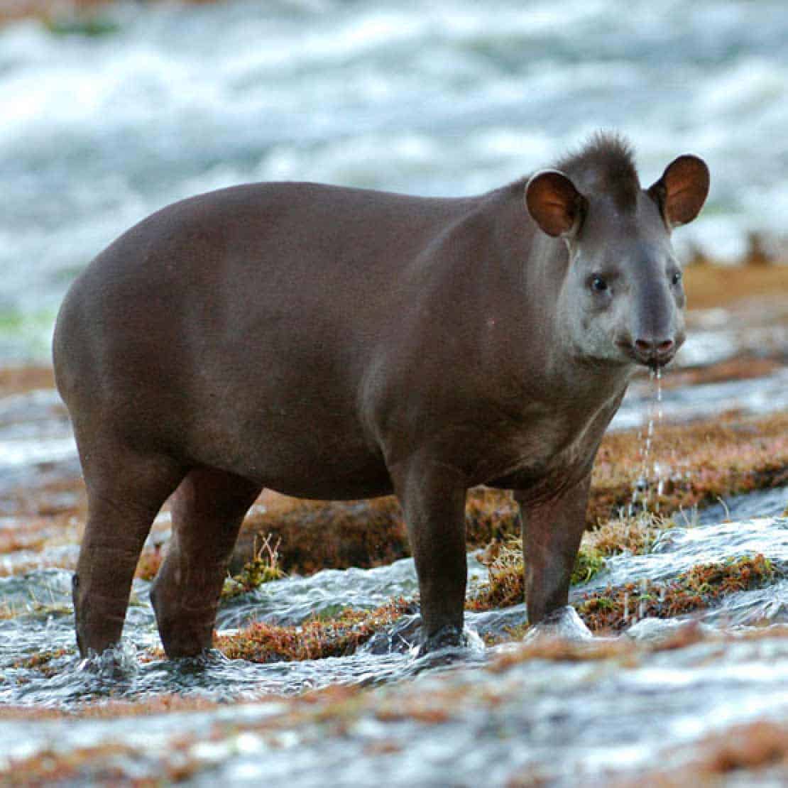 1-c-wwf-artenlexikon-tapir2