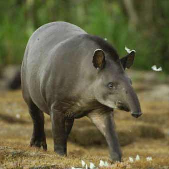 1-c-wwf-artenlexikon-tapir3