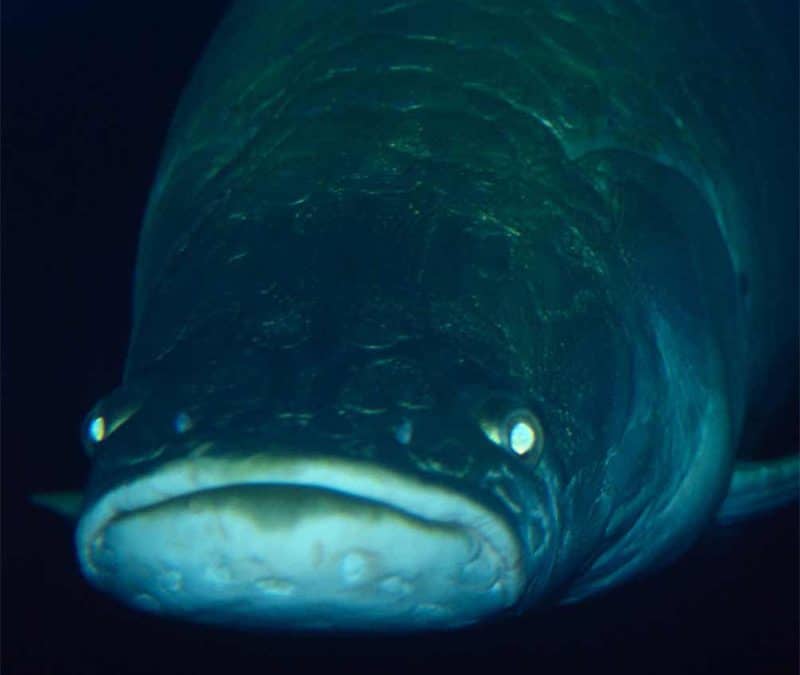 Arapaima