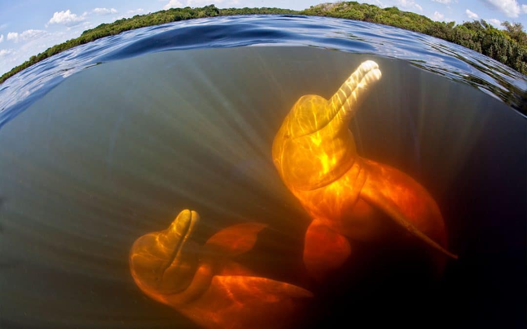 WWF: Neues Abkommen zum internationalen Schutz der Flussdelfine gibt Hoffnung