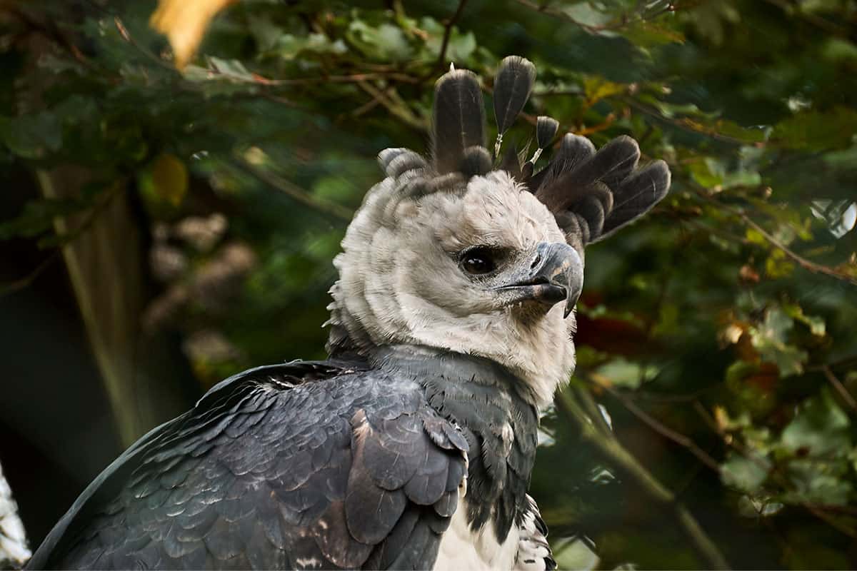 Harpyie Federschopf am Hinterkopf WWF Österreich