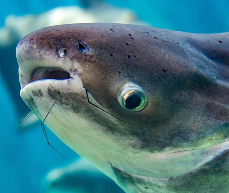 Mekong-Riesenwels – Riesenfisch in der Größe eines Grizzlys