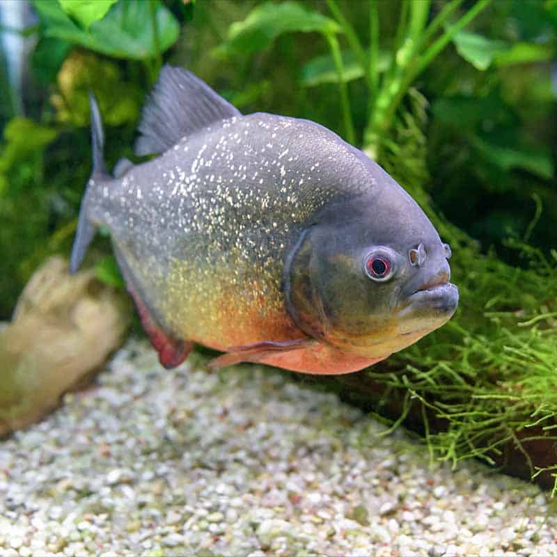 piranha2