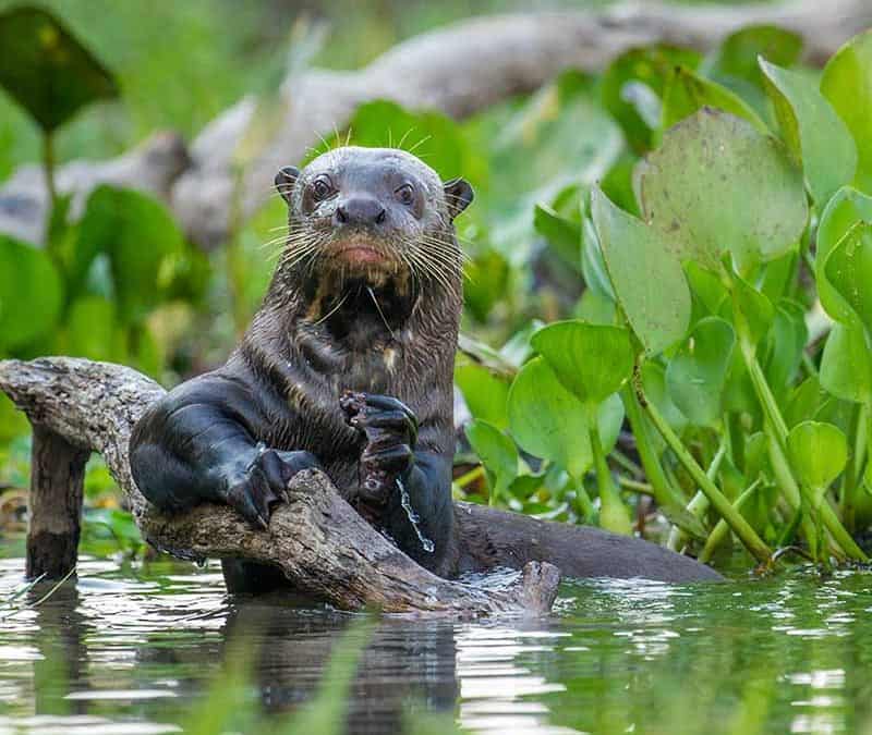 Riesenotter – hochsoziale Wassersportler