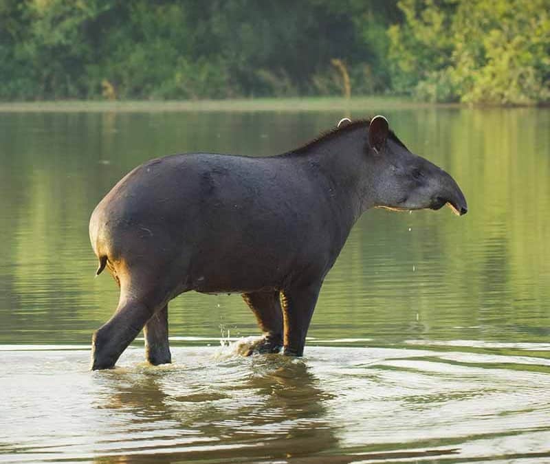 Tapir – Samenspediteur mit Rüsselnase