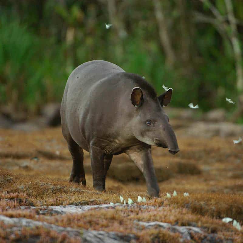 tapir3
