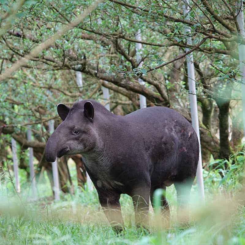tapir4