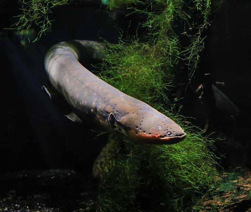 Zitteraal – der elektrische Jäger