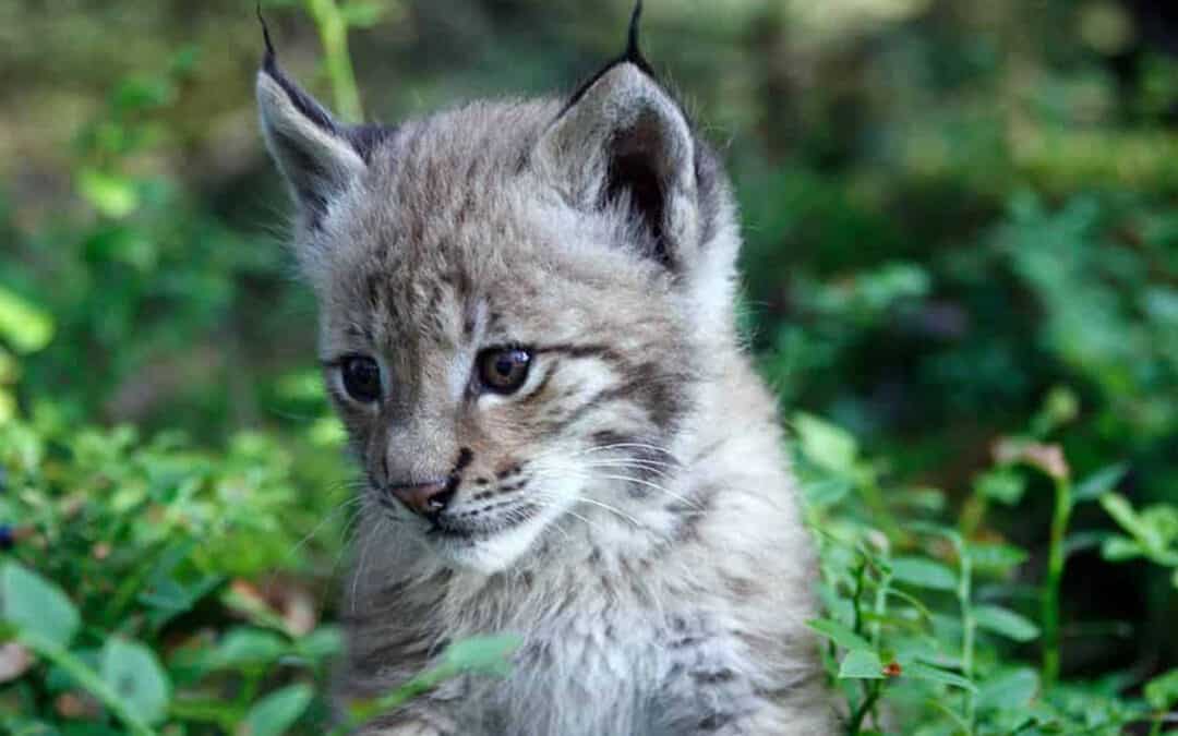 Comeback der scheuen Katze: Der Luchs kehrt zurück