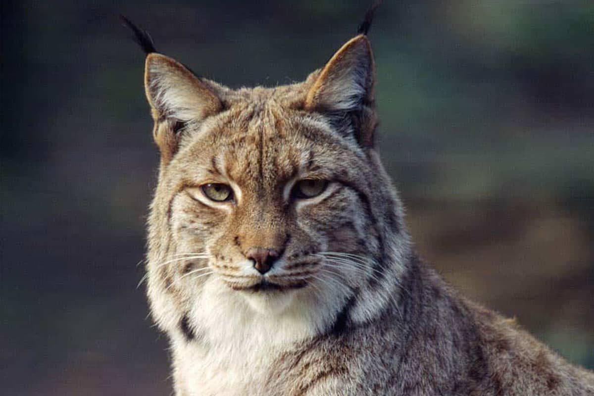 Eurasischer Luchs (Lynx lynx)©F. Labhardt/4nature