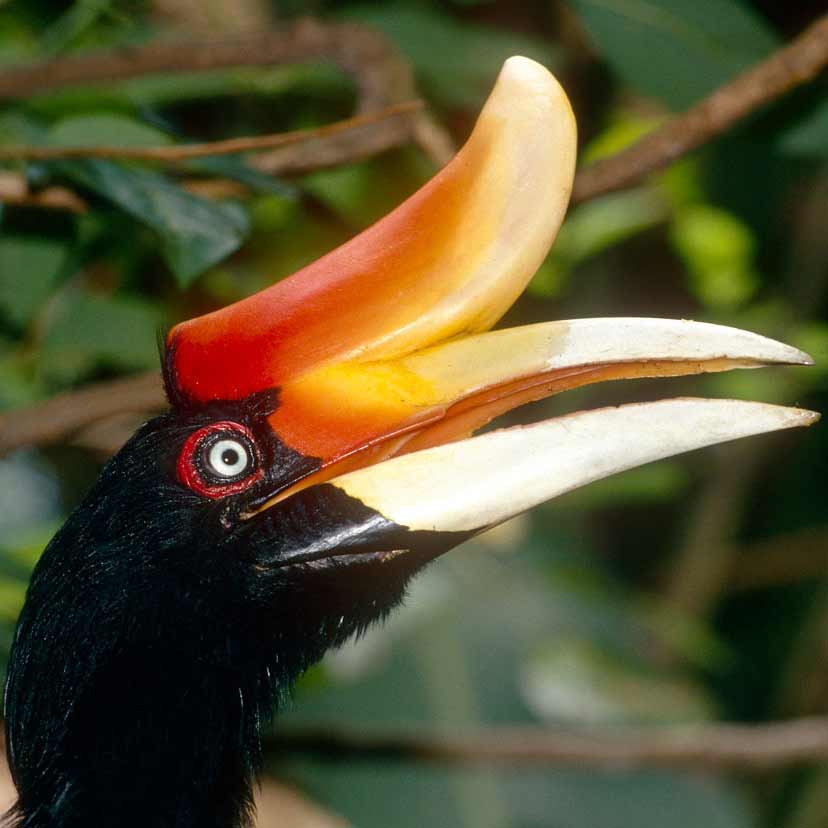 1-c-wwf-artenlexikon-nashornvogel